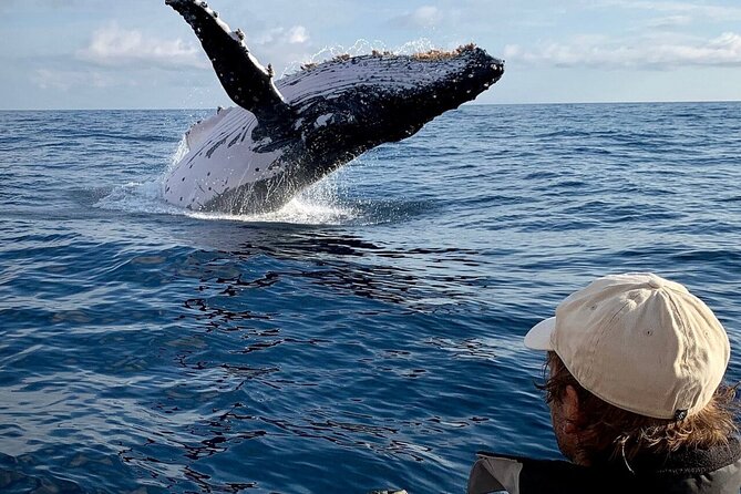 1 small boat whale watching tour in gold coast Small Boat Whale Watching Tour in Gold Coast