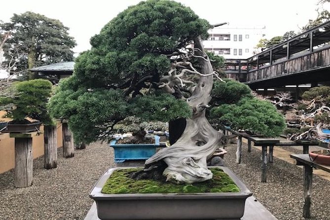 Small-Group 2-Hour Bonsai-Making Lesson in Tokyo (Mar )