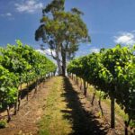 1 small group adelaide hills and hahndorf hideaway tour from adelaide Small Group Adelaide Hills and Hahndorf Hideaway Tour From Adelaide