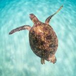 1 small group grand circle island tour includes free snorkeling with the turtles