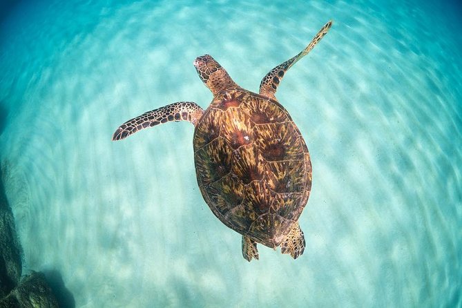 Small Group Grand Circle Island Tour Includes FREE Snorkeling With the Turtles
