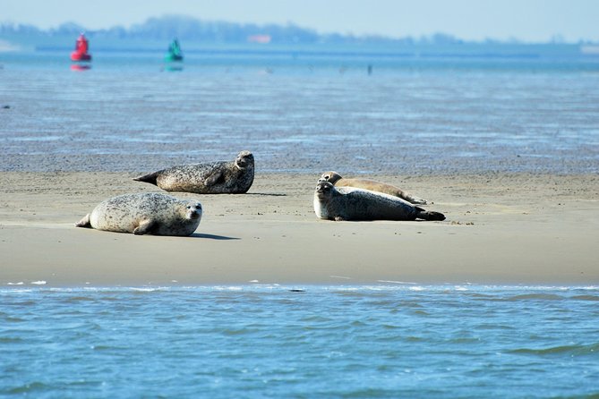 Small Group Half Day Seal Safari at UNESCO Site Waddensea From Amsterdam