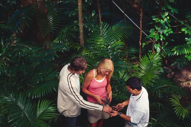 Small-Group Tour of the Daintree With an Aboriginal Guide (Mar )