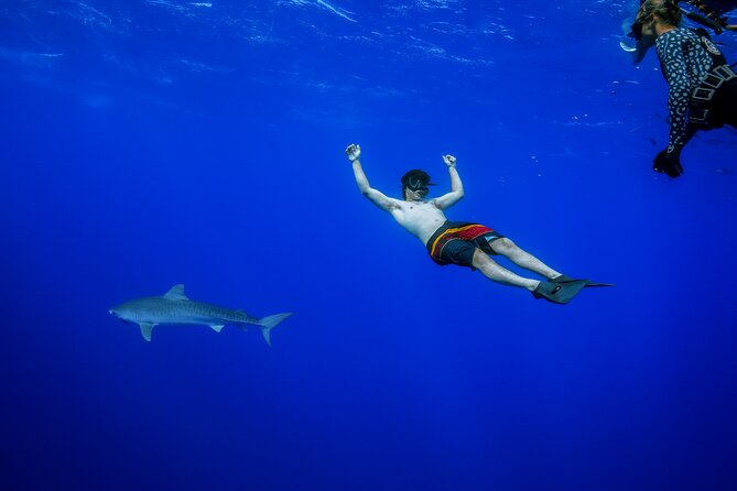 Snorkel and Dive With Sharks in Hawaii With One Ocean Diving