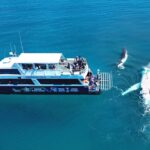 1 snorkel kayak and swim with whales on fraser island Snorkel, Kayak, and Swim With Whales on Fraser Island