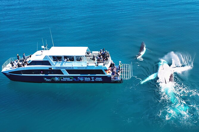 Snorkel, Kayak, and Swim With Whales on Fraser Island