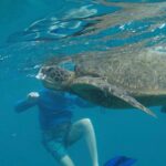 1 snorkel swim with turtles minutes from waikiki Snorkel & Swim With Turtles! Minutes From Waikiki