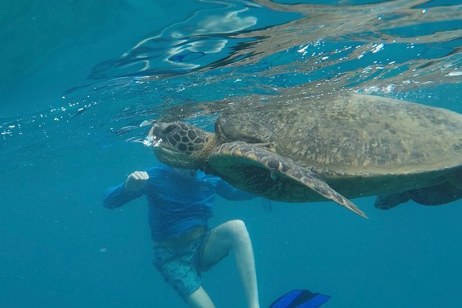 Snorkel & Swim With Turtles! Minutes From Waikiki