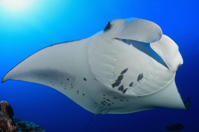 1 snorkel with manta rays guaranteed Snorkel With Manta Rays Guaranteed