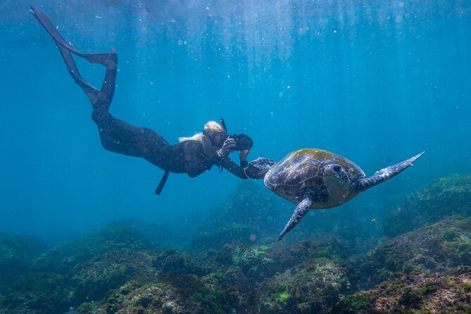 Snorkel With Turtles Gold Coast
