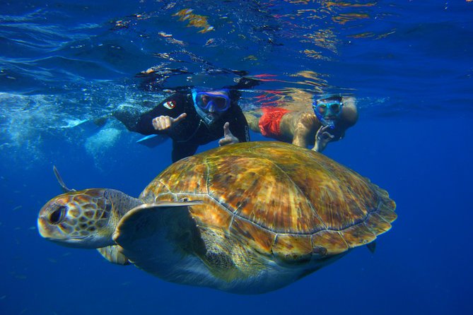 1 snorkeling tour with sea turtles and stingrays Snorkeling Tour With Sea Turtles and Stingrays