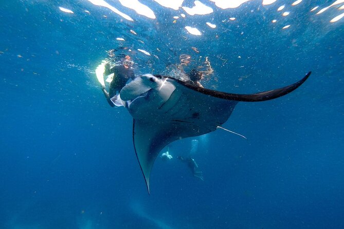 1 snorkeling with manta rays in nusa penida experience all inclusive Snorkeling With Manta Rays in Nusa Penida Experience (All-Inclusive)