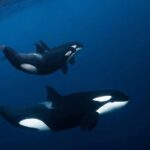 1 snorkeling with orcas in norway 4 days all inclusive expedition Snorkeling With Orcas in Norway, 4 Days All-Inclusive Expedition