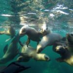 1 snorkeling with sea lions Snorkeling With Sea Lions