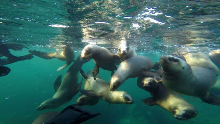 Snorkeling With Sea Lions