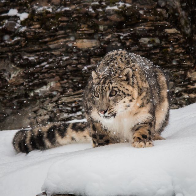 Snow Leopard Trek In Dolpo