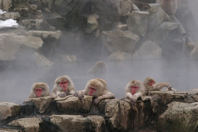 Snow Monkey Park & Miso Production Round Trip Day Tour From Tokyo