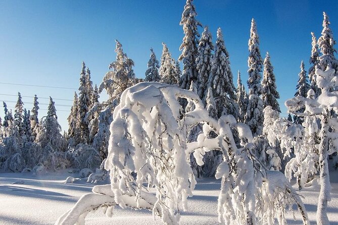 1 snowshoe tour in winter wonderland oslo Snowshoe Tour in Winter Wonderland - Oslo