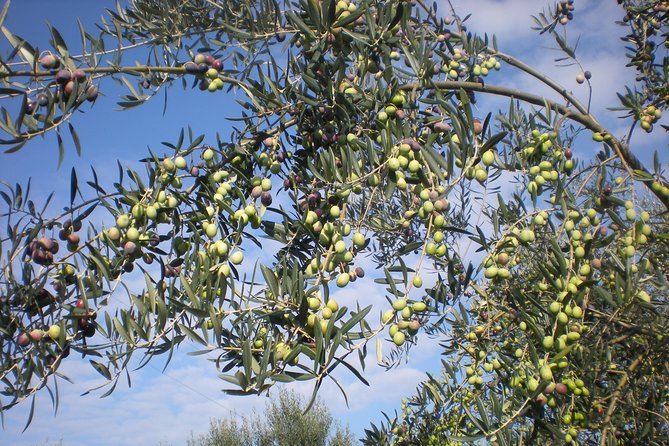 Sorrento Farm and Food Experience Including Olive Oil, Limoncello, Wine Tasting