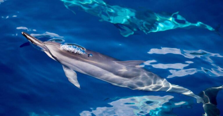 South Maui: Lanai Snorkel & Dolphin Watch From Maalaea
