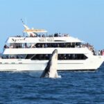 1 spirit of hervey bay whale watching cruise Spirit of Hervey Bay Whale Watching Cruise