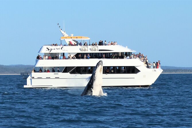 Spirit of Hervey Bay Whale Watching Cruise