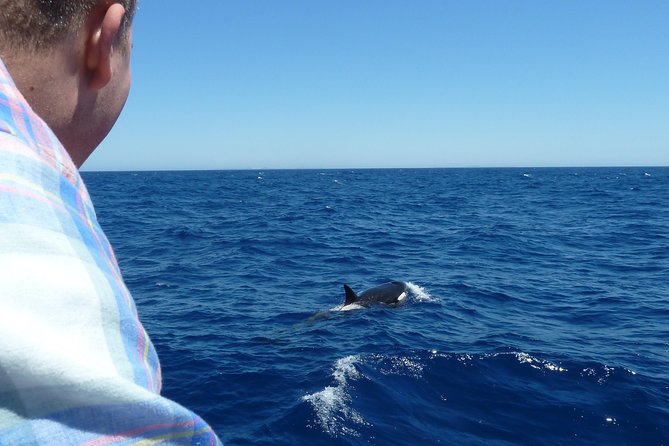 Spot Killer Whales in the Wild: Albany to Bremer Bay Day Tour (Mar )