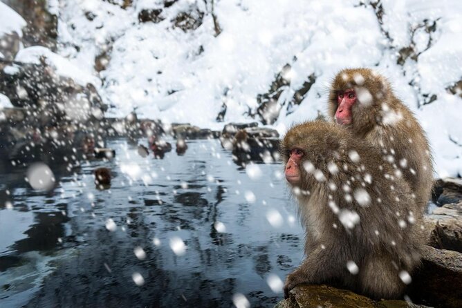 1 spring only 1 day snow monkeys cherry blossoms in nagano tour (Spring Only) 1-Day Snow Monkeys & Cherry Blossoms in Nagano Tour