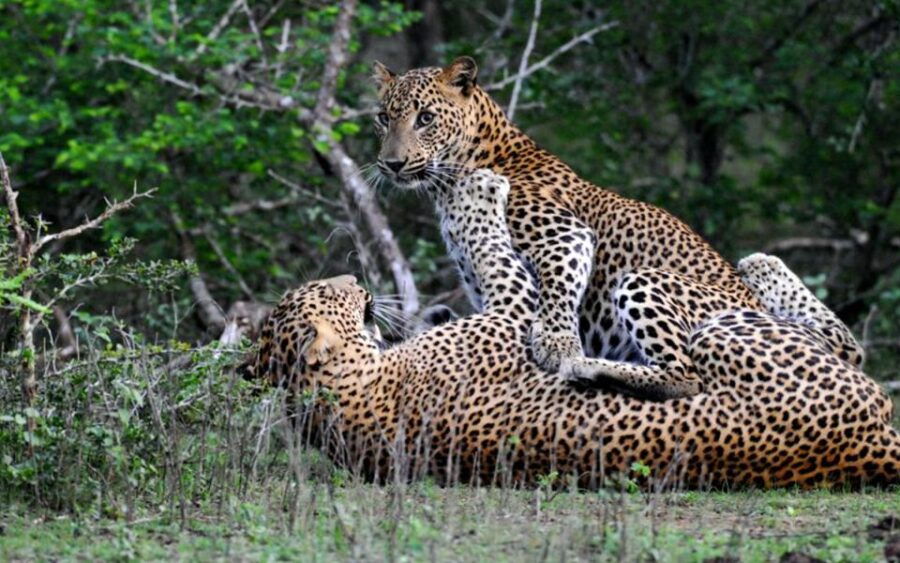 Sri Lanka: 3-Day Private Nature Trip to Belihuloya & Yala