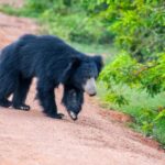 1 sri lanka private yala national park safari trip Sri Lanka: Private Yala National Park Safari Trip