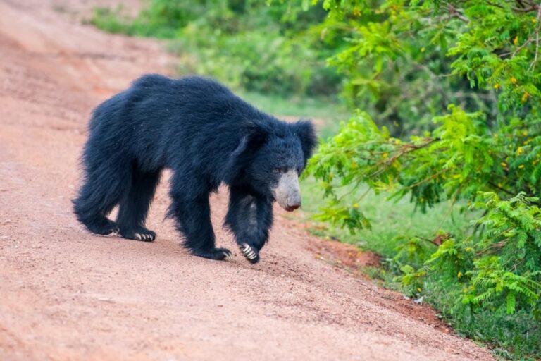 Sri Lanka: Private Yala National Park Safari Trip