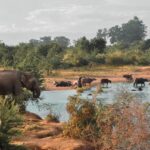 1 sri lanka yala national park private safari Sri Lanka: Yala National Park Private Safari