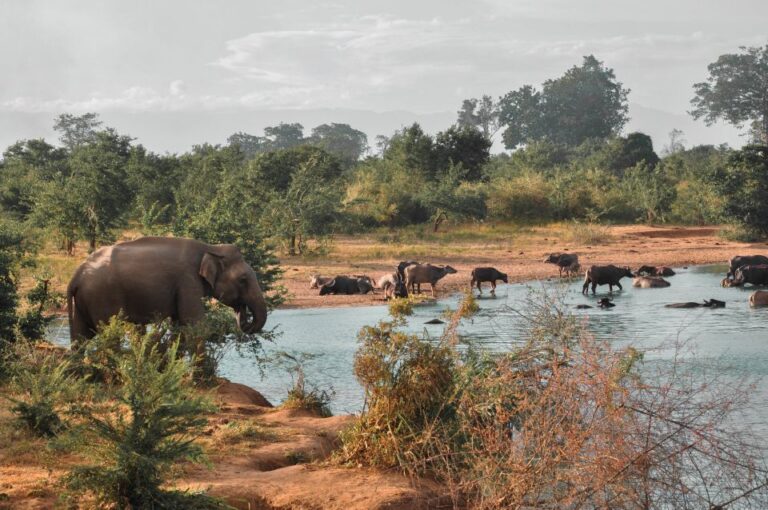 Sri Lanka: Yala National Park Private Safari