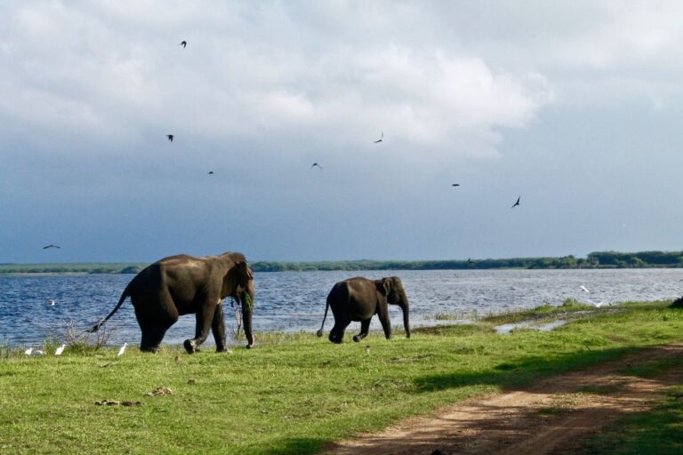 Sri Lanka: Yala National Park Safari Tour