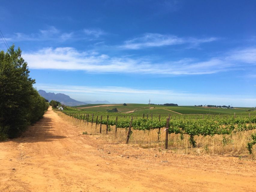 Stellenbosch: Devon Valley Vineyards Bicycle Tour W. Lunch