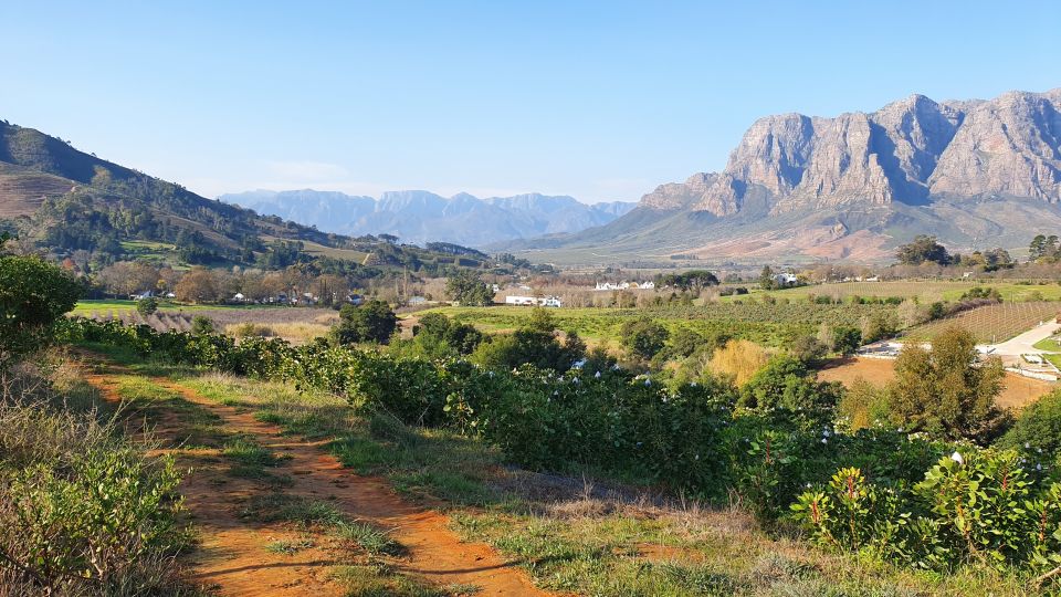 1 stellenbosch guided vineyard hike and wine tasting Stellenbosch: Guided Vineyard Hike and Wine Tasting