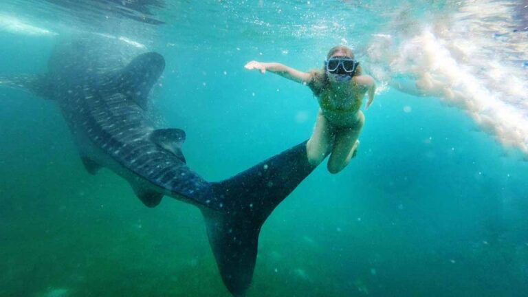 Sumbawa Tour 2 Days 1 Night ( Whale Shark Tour)