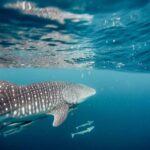 1 sumbawa whale shark tour package Sumbawa Whale Shark Tour Package