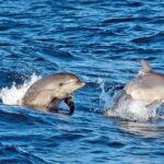 1 sunrise boat trip in mallorca with dolphin watching Sunrise Boat Trip in Mallorca With Dolphin-Watching