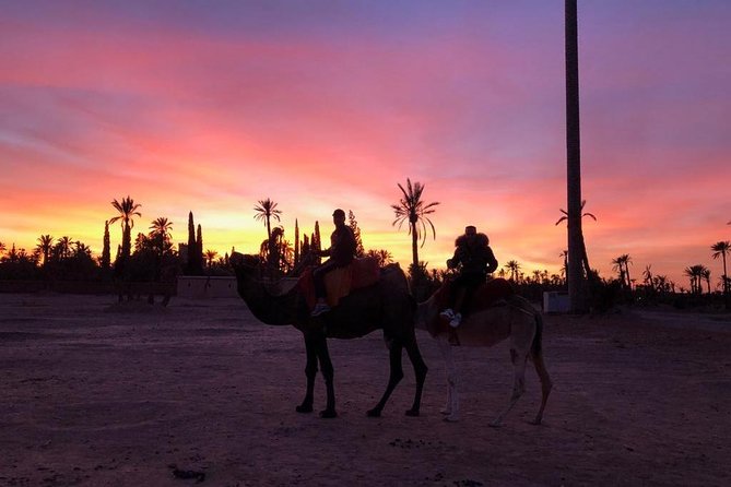 Sunset Camel Ride in the Palm Grove Of Marrakech