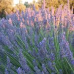 1 sunset lavender tour from aix en provence Sunset Lavender Tour From Aix-En-Provence