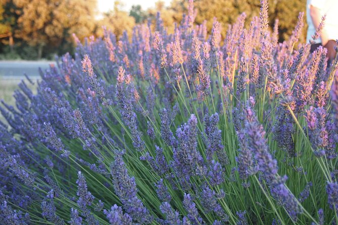 1 sunset lavender tour from aix en provence Sunset Lavender Tour From Aix-En-Provence