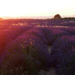 1 sunset lavender tour in valensole with pickup from marseille Sunset Lavender Tour in Valensole With Pickup From Marseille