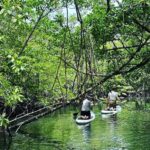 1 sup at mangroves forest SUP at Mangroves Forest