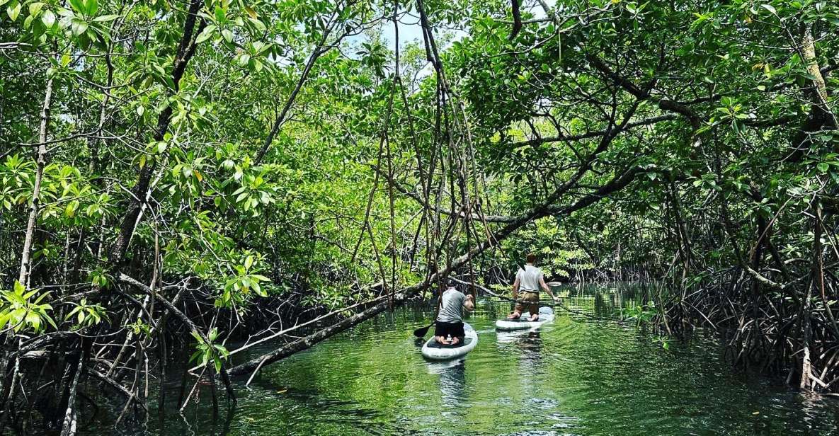 1 sup at mangroves forest SUP at Mangroves Forest