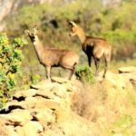 1 swartberg half day swartberg pass and private guided tour Swartberg: Half Day Swartberg Pass and Private Guided Tour