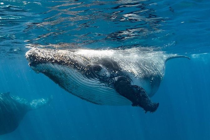 Swim With Humpback Whales – Ningaloo Reef – 3 Islands Whale Shark Dive