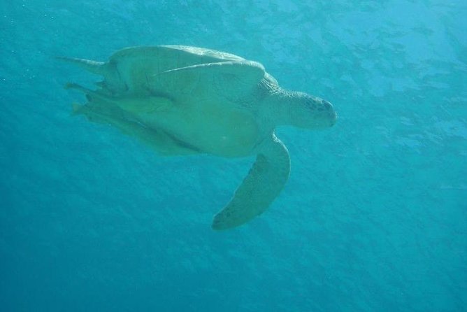 Swim With Sea Turtles at Kerama Islands