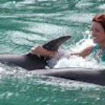 1 swim with the dolphins at negrils dolphin cove Swim With the Dolphins at Negril's Dolphin Cove