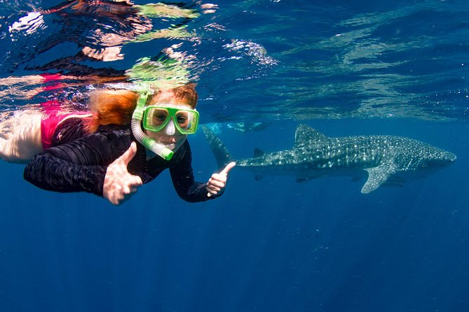 1 swim with whale sharks the largest fish in the world Swim With Whale Sharks- the Largest Fish in the World!